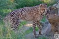 guepard_7088