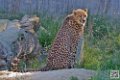 guepard_7093