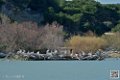 ile-aux-pelicans_6946