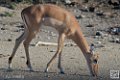 impalas_6702