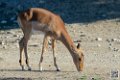 impalas_6704