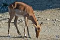 impalas_6705