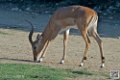impalas_6706