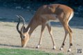 impalas_6707
