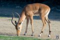 impalas_6708