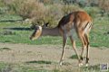 impalas_6709