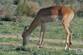 impalas_6715