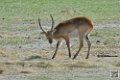 impalas_7008