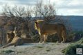 lion-lionne_7142