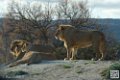 lion-lionne_7143