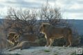 lion-lionne_7144