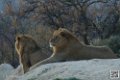 lion-lionne_7147