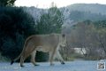 lion-lionne_7148