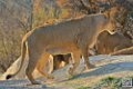 lion-lionne_7153