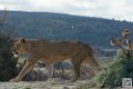 lion-lionne_7156