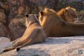 lion-lionne_7158