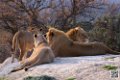 lion-lionne_7159