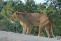 lion-lionne_7160