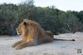 lion-lionne_7165