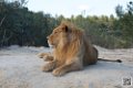 lion-lionne_7166