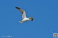 mouette_7047