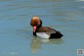 nette-rousse_6950