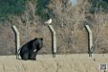 ours-du-tibet_7134