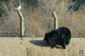 ours-du-tibet_7136