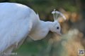 paon-blanc_6875
