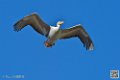 pelican_6893
