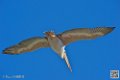 pelican_6894