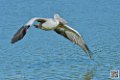pelican_6934