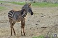 zebre_6791
