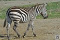 zebre_6797