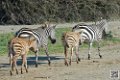 zebre_6801