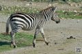 zebre_6803