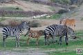 zebre_7107