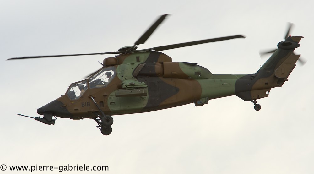 tigre_4202.jpg