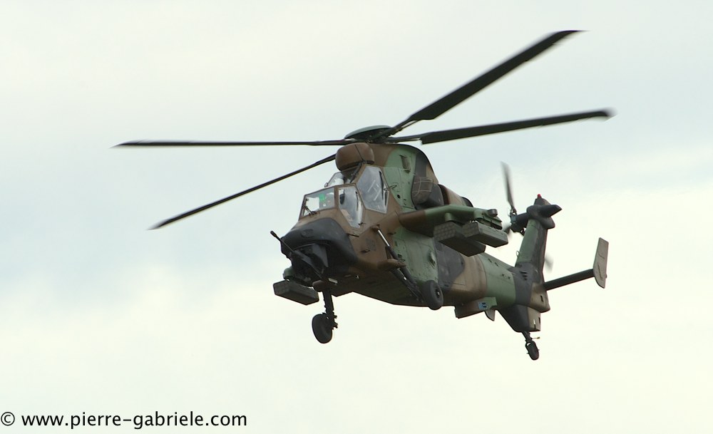 tigre_4217.jpg