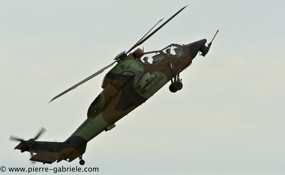 tigre_4220.jpg