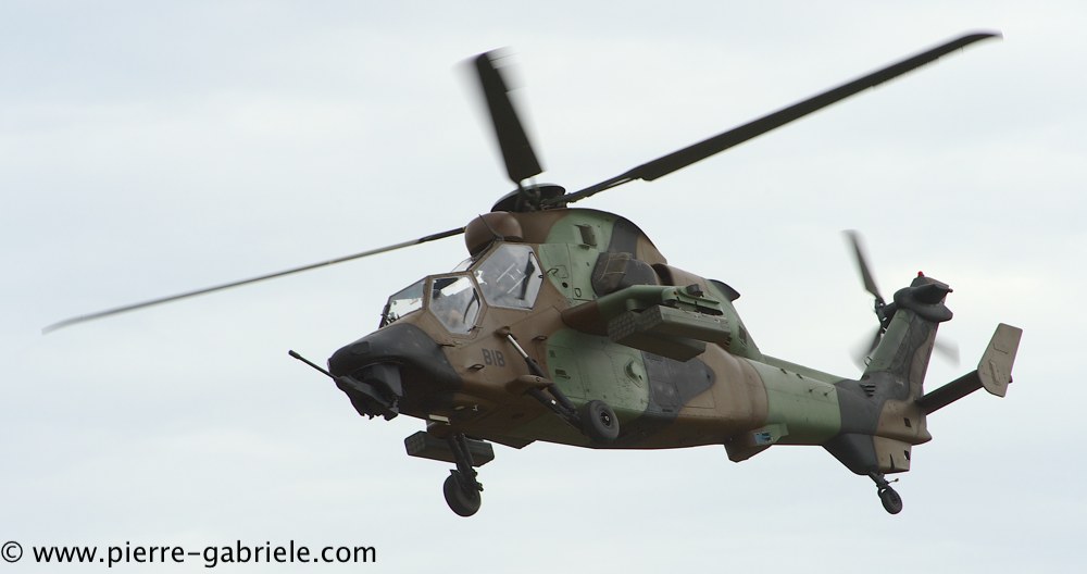 tigre_4241.jpg