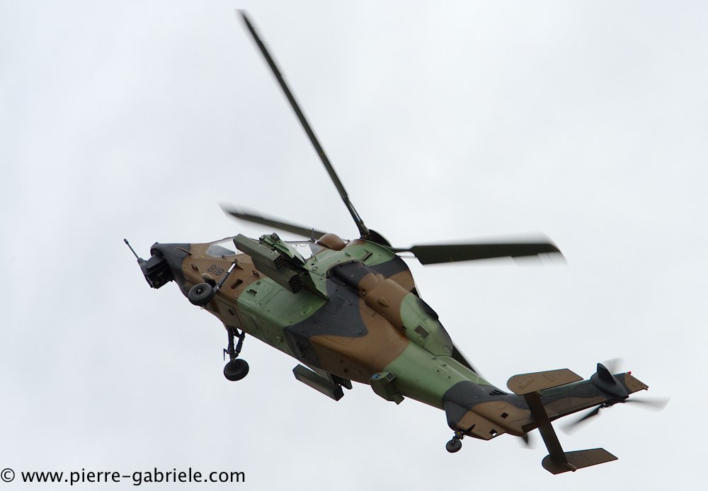 tigre_4242.jpg
