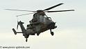 tigre_4222