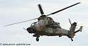tigre_4241