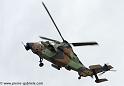 tigre_4242