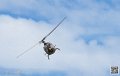 gazelle_7562