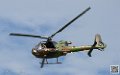 gazelle_7563
