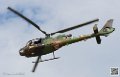 gazelle_7564