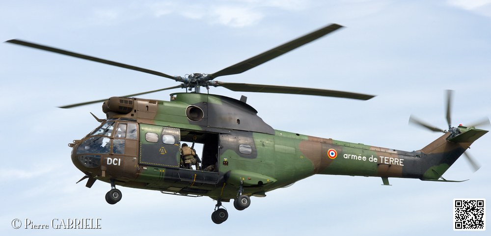 puma-gazelle-tigre_7619.jpg