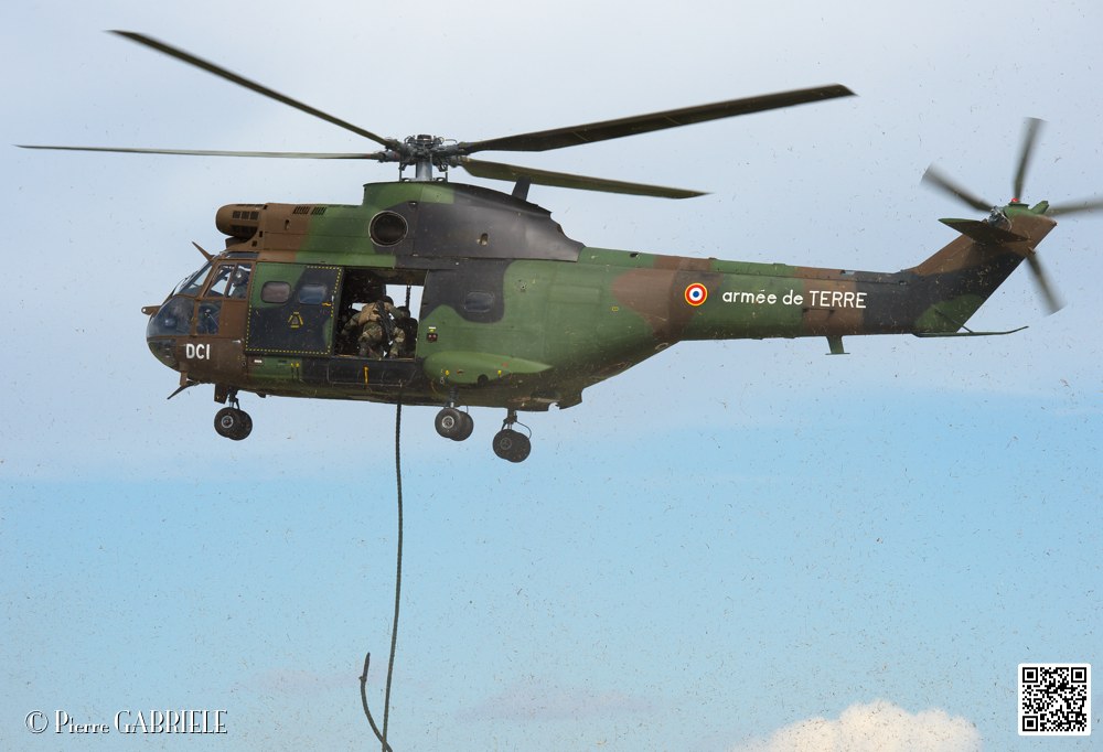 puma-gazelle-tigre_7621.jpg